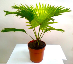 Mini Livistona chinensis (Chinese Fan Palm) - Bostan Al Jazeera