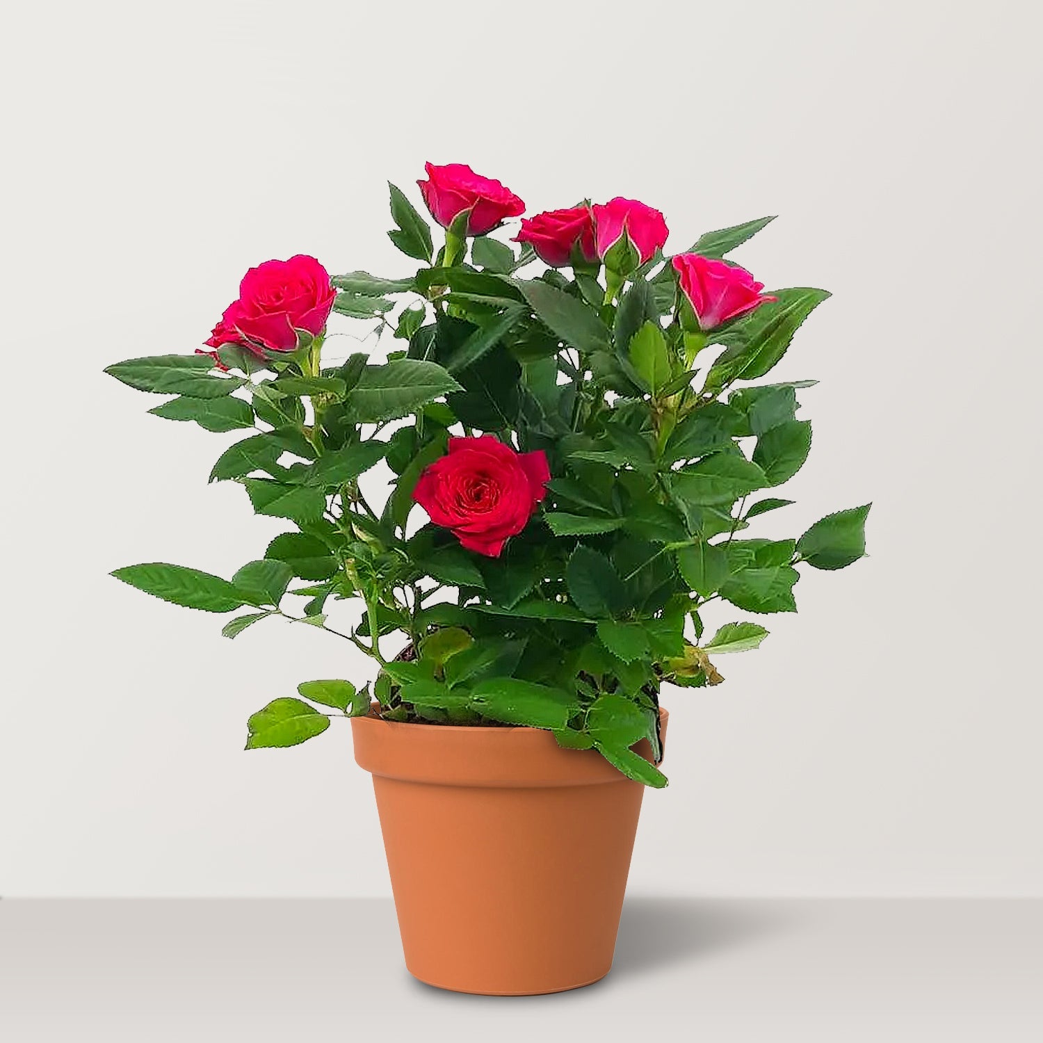 Mini Rose (Rosa chinensis minima) - Bostan Al Jazeera