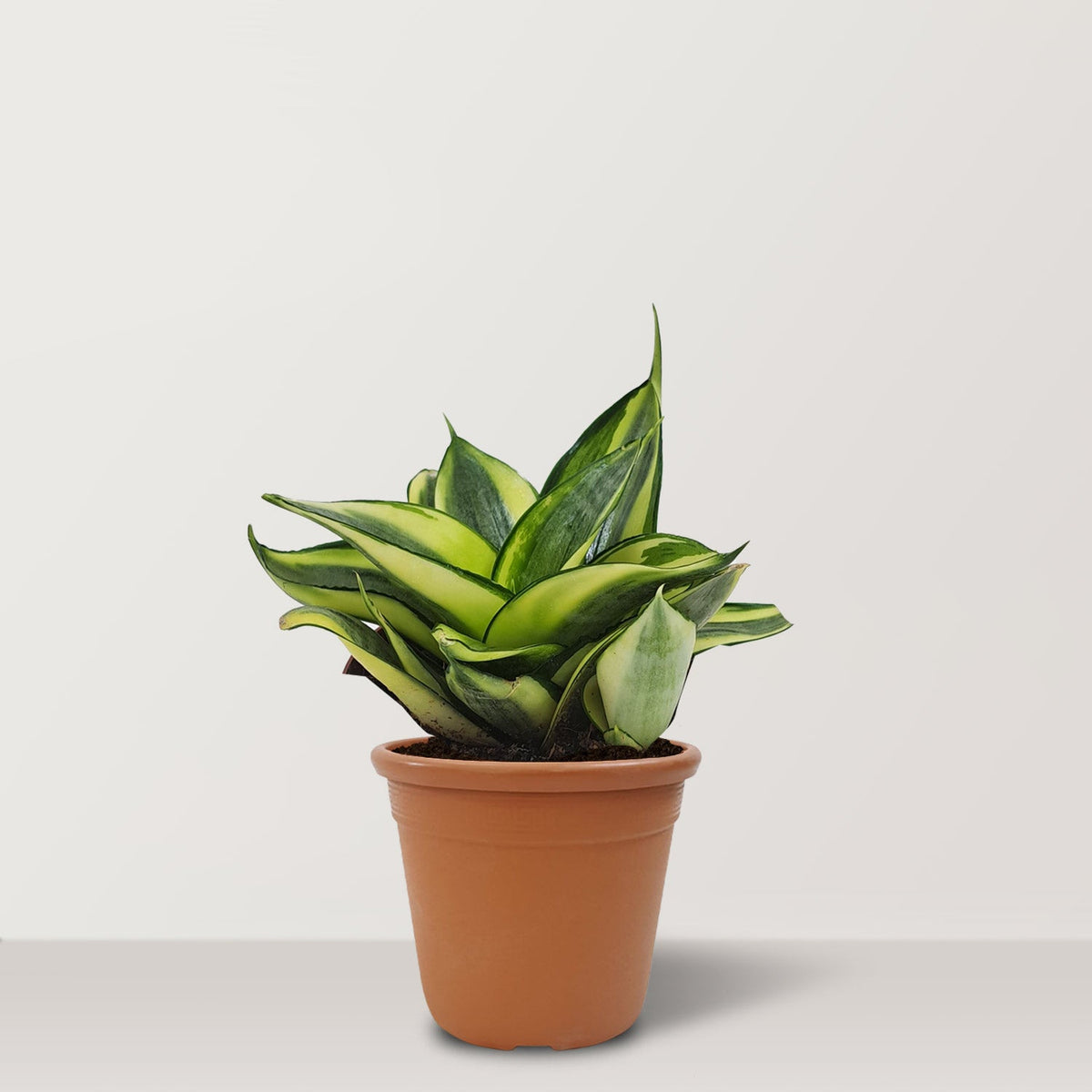 Mini Sansevieria trifasciata - Bostan Al Jazeera