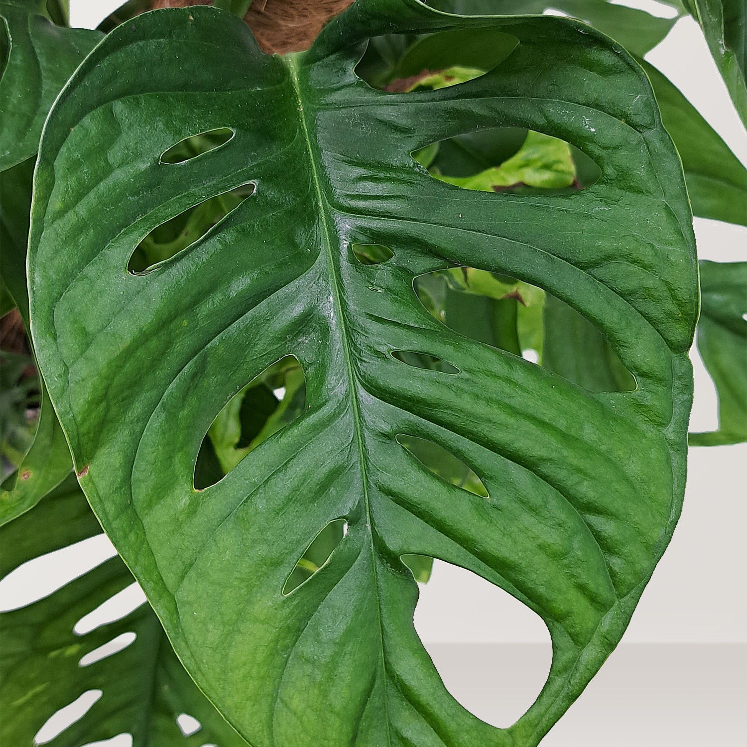 Monkey mask (Monstera adansonii) - Bostan Al Jazeera