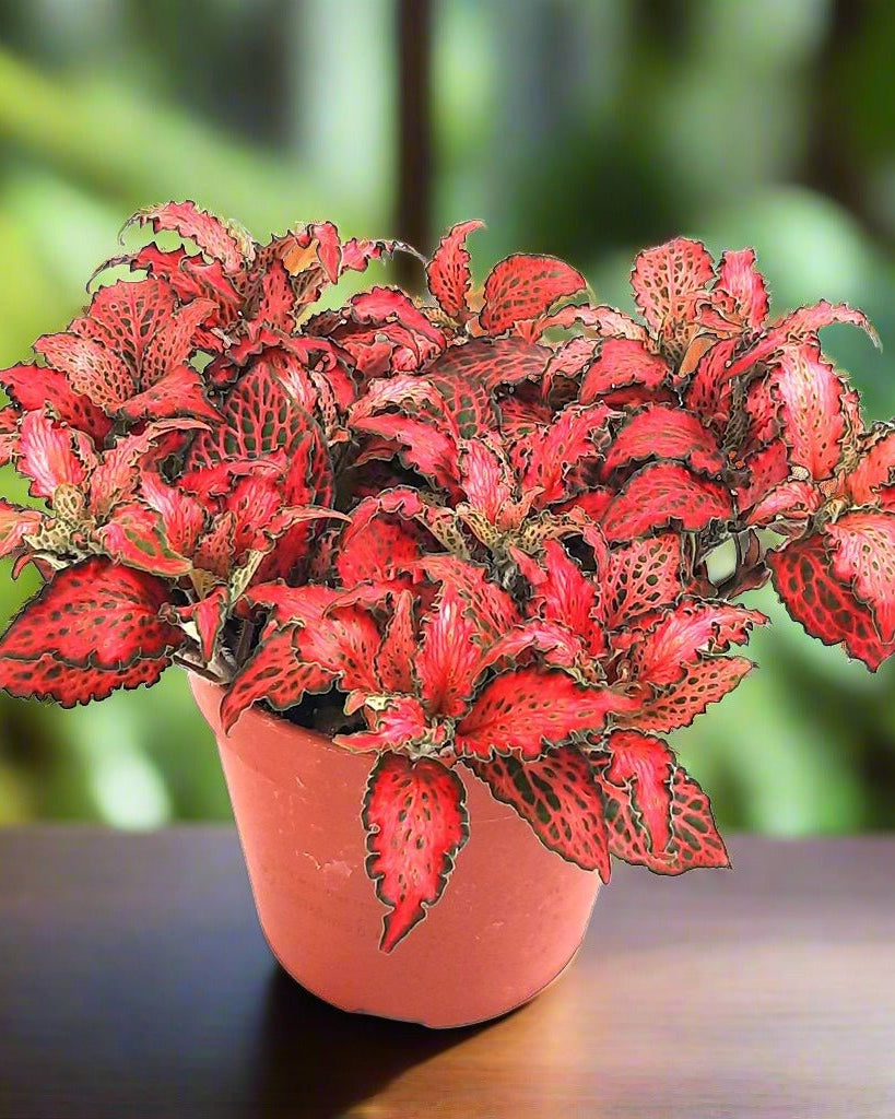 Nerve Plant (Fittonia Albevenis) - Bostan Al Jazeera