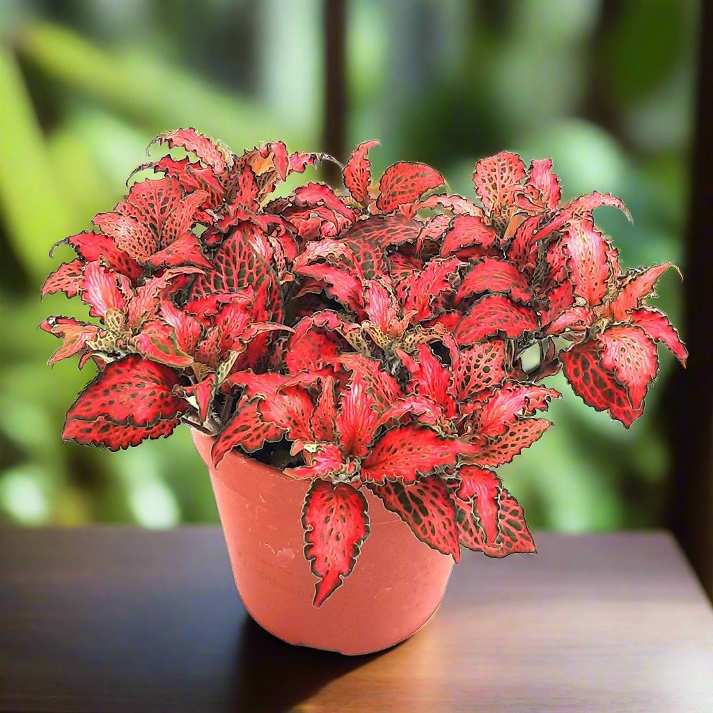 Nerve Plant (Fittonia Albevenis) - Bostan Al Jazeera