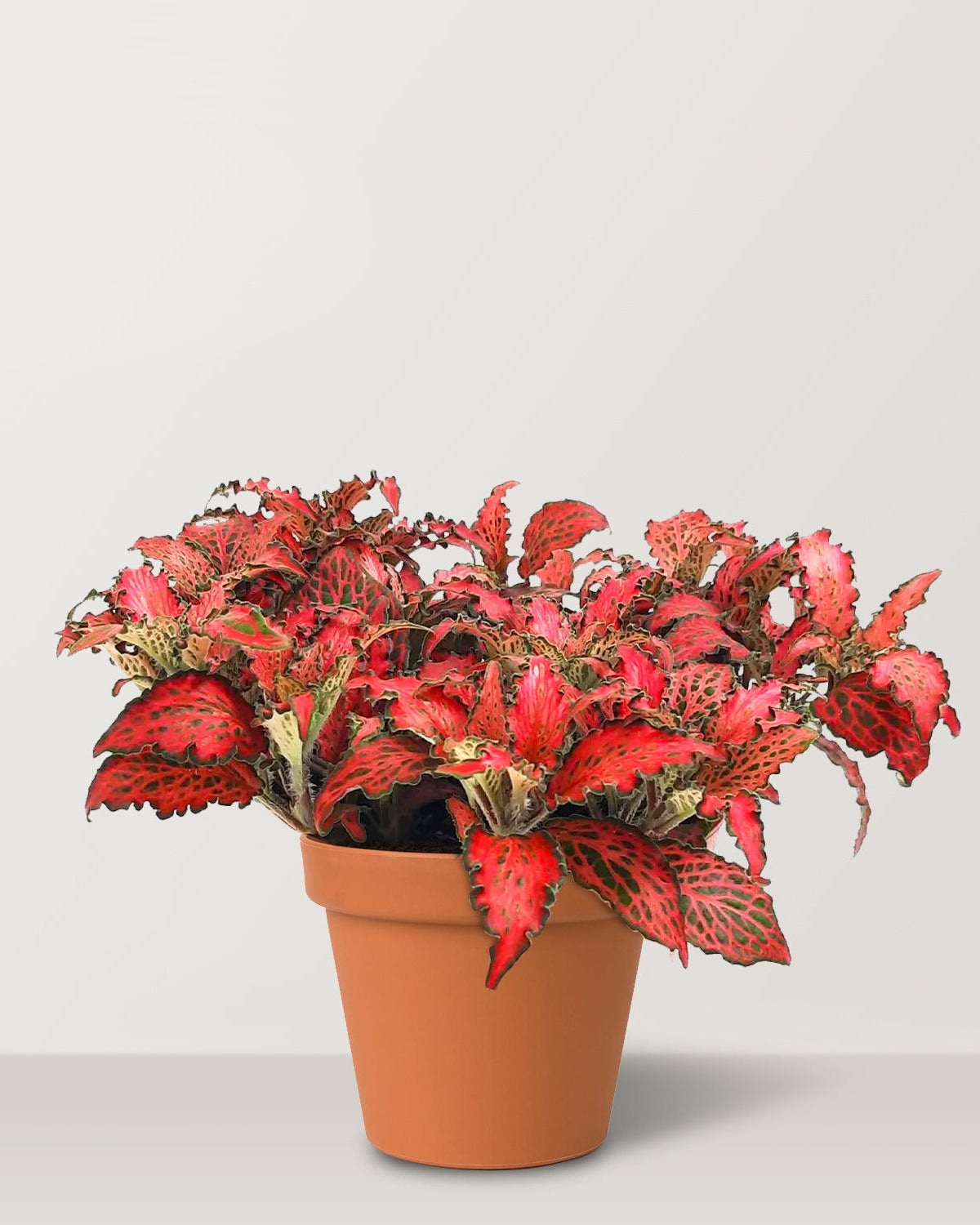 Nerve Plant (Fittonia Albevenis) - Bostan Al Jazeera