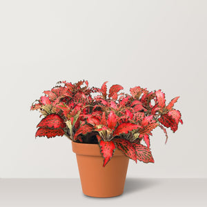 Nerve Plant (Fittonia Albevenis) - Bostan Al Jazeera