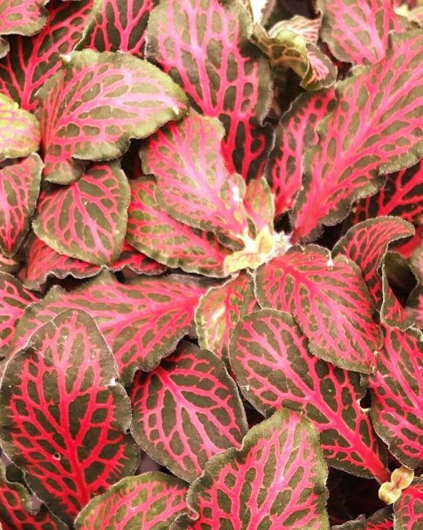 Nerve Plant (Fittonia Albevenis) - Bostan Al Jazeera