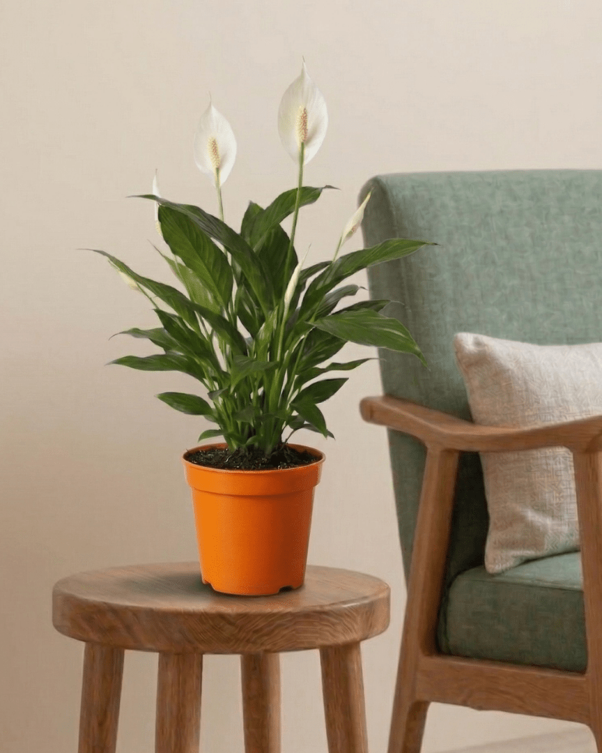 Peace Lily (Spathiphyllum wallisii) - Bostan