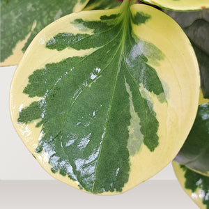 Pepper Face Plant (Peperomia obtusifolia) - Bostan Al Jazeera