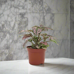 Polka Dot Plant (Hypoestes phyllostachya) - Bostan Al Jazeera