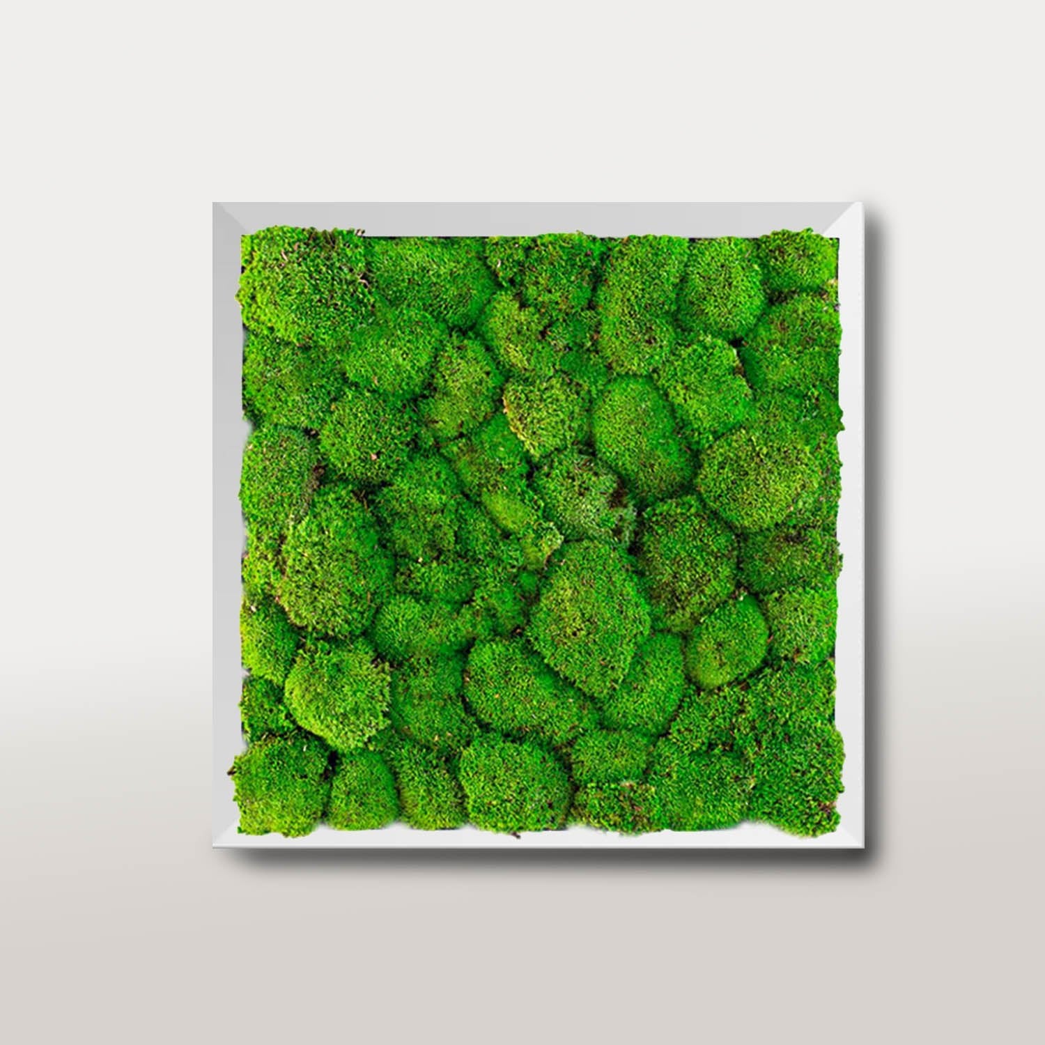 Preserved Pole Moss with frame - Bostan Al Jazeera