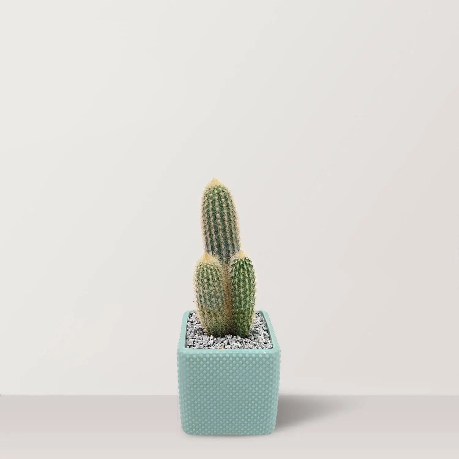 Prickly Bliss - Bostan Al Jazeera
