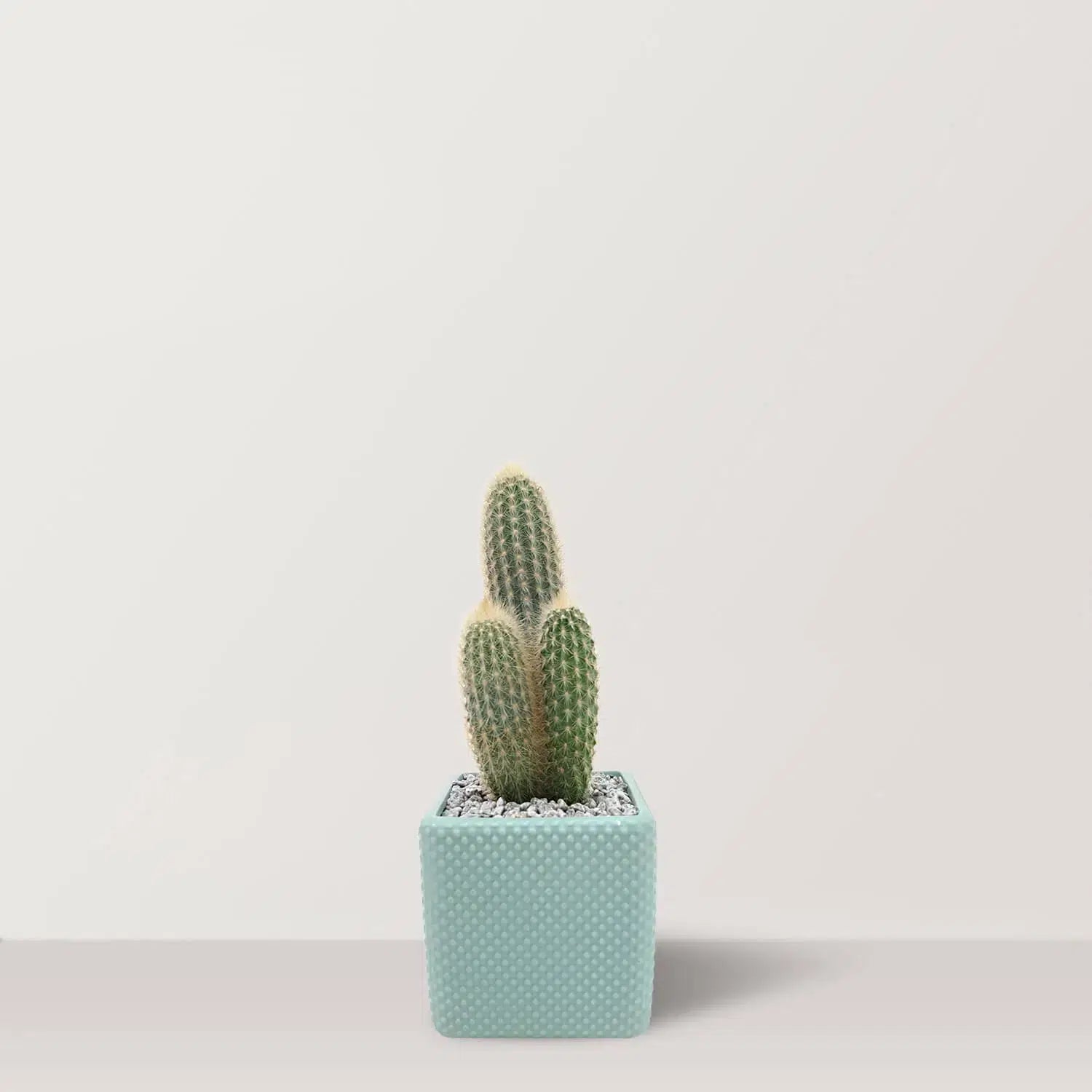 Prickly Bliss - Bostan Al Jazeera