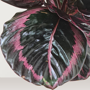 Rose Painted Calathea (Calathea roseopicta) - Bostan Al Jazeera