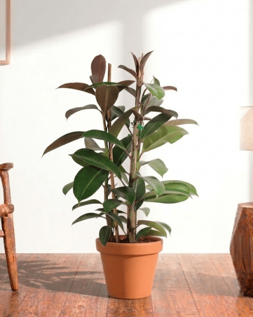 Rubber Plant (Ficus elastica Robusta) - Bostan