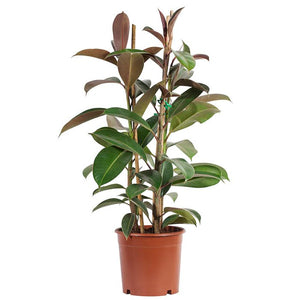 Rubber Plant (Ficus elastica Robusta) - Bostan Al Jazeera