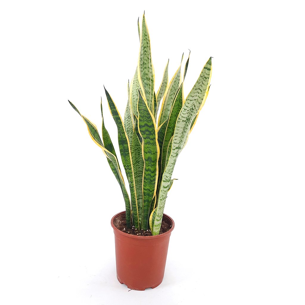 نبات الثعبان (Sansevieria trifasciata Laurentii)