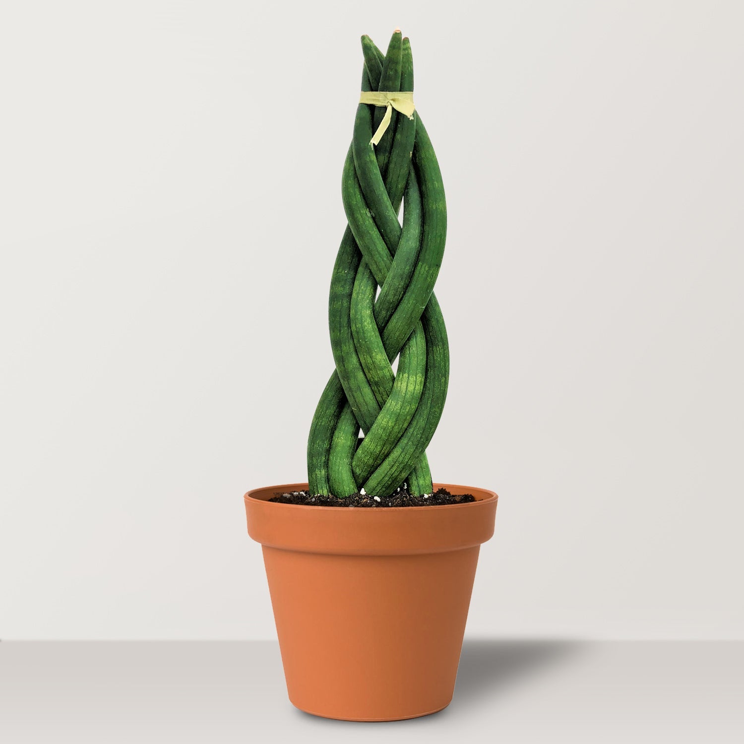 Sansevieria cylindrica - Bostan Al Jazeera