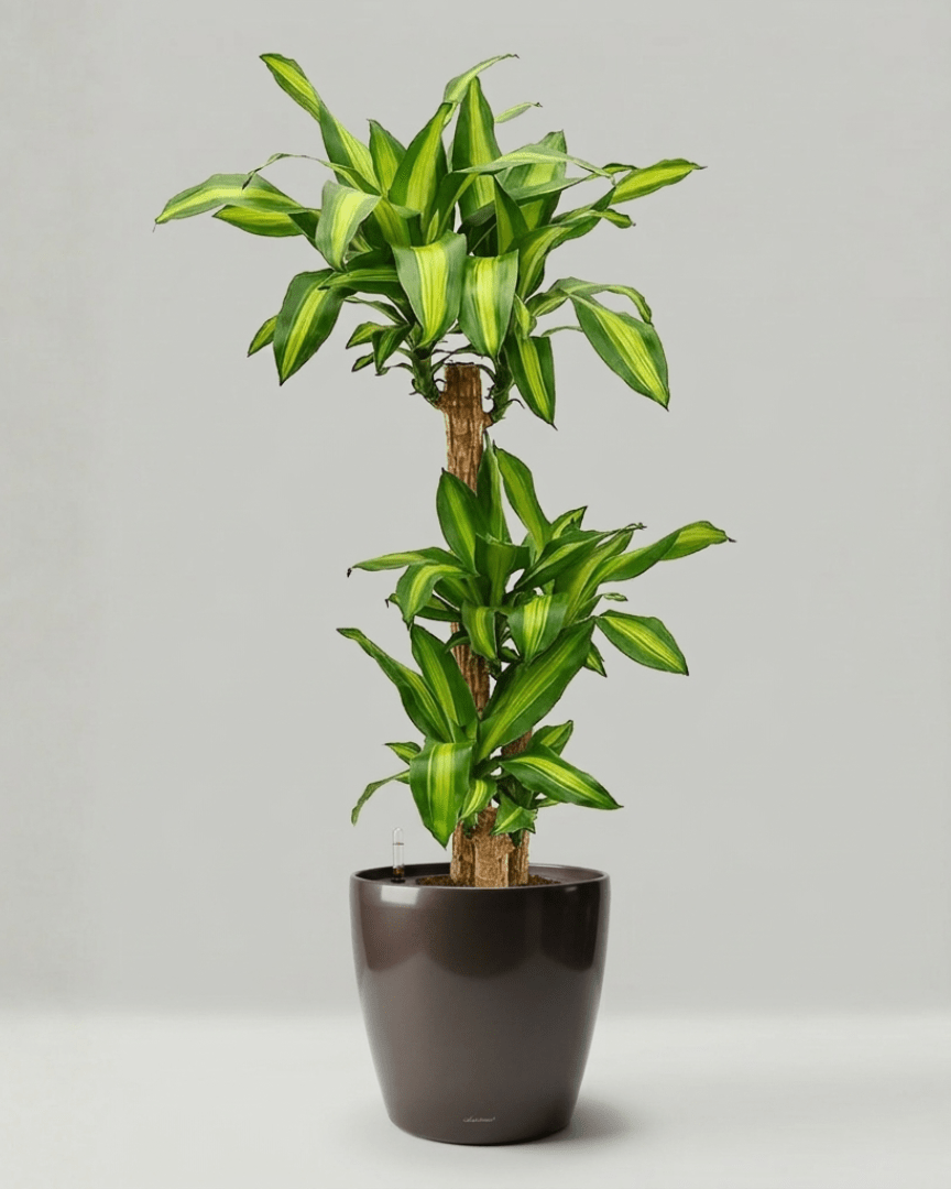 Self - watering Pot HG - 3104A - Bostan