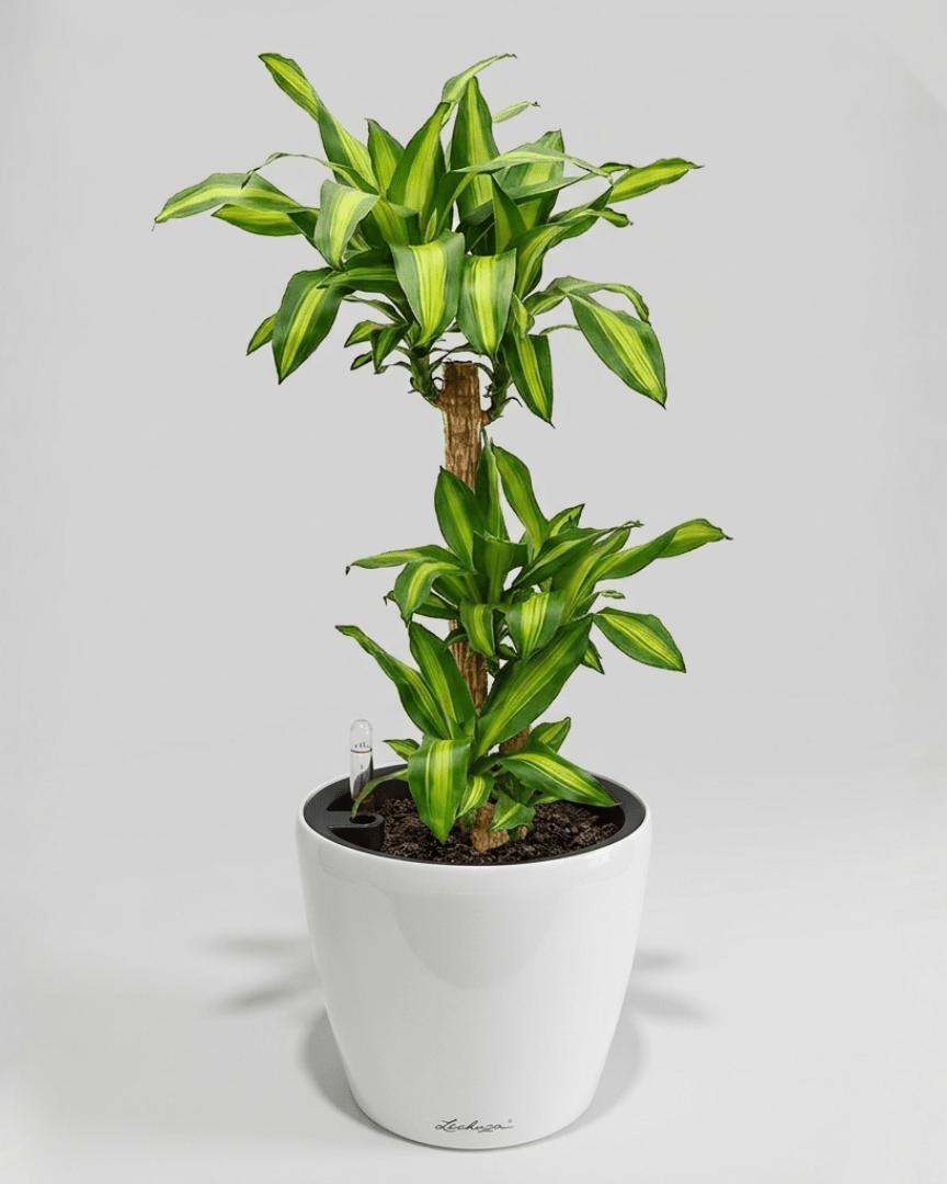 Self - watering Pot HG - 3104A - Bostan