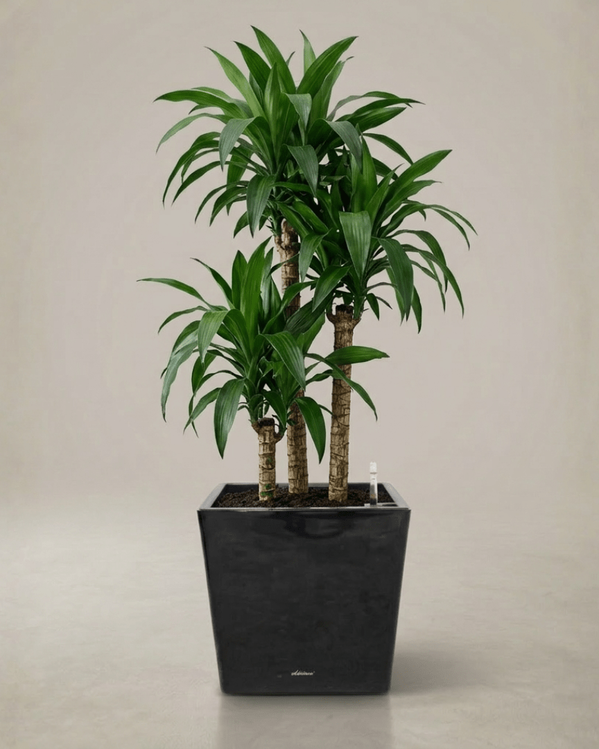 Self - watering Pot HG - 3702 - Bostan