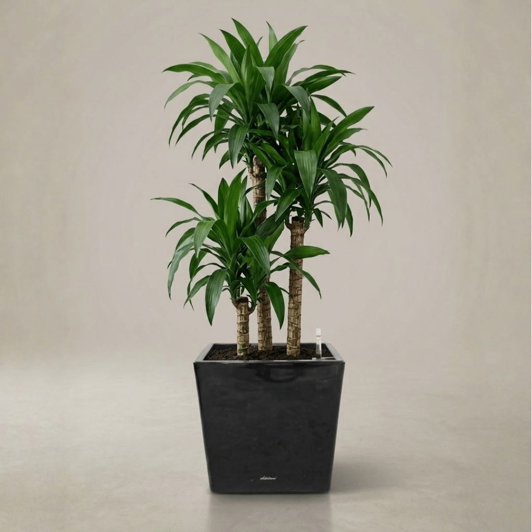 Self - watering Pot HG - 3702 - Bostan