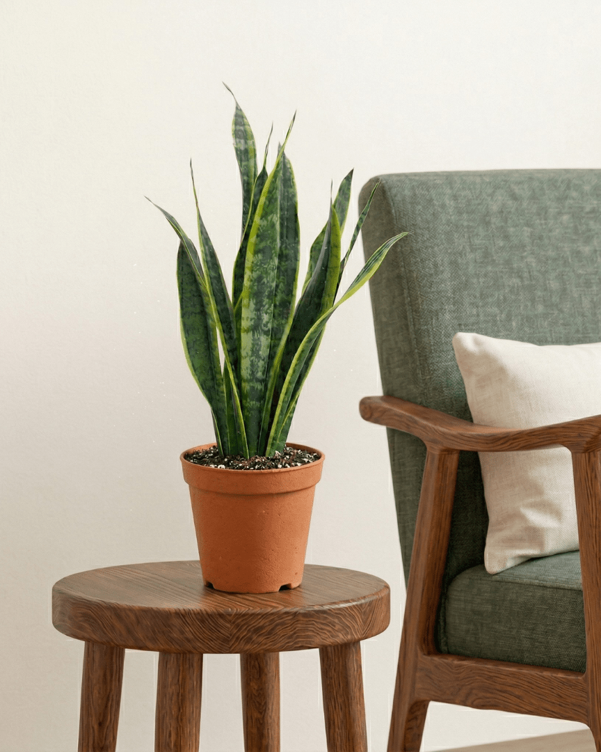 Snake Plant (Sansevieria trifasciata Laurentii) - Bostan