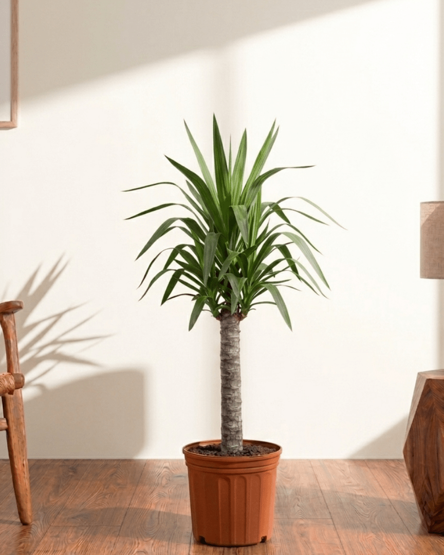 Spineless Yucca (Yucca elephantipes) - Bostan