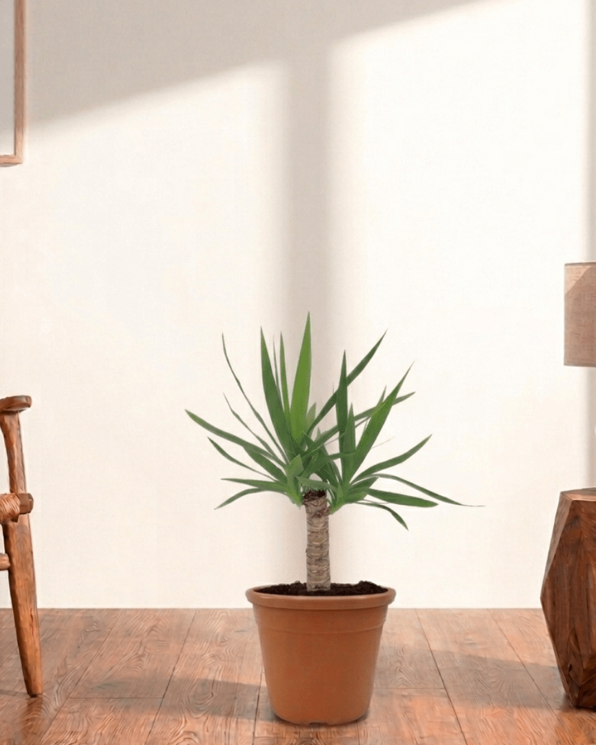 Spineless Yucca (Yucca elephantipes) - Bostan