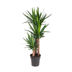 Spineless Yucca (Yucca elephantipes) - Bostan Al Jazeera