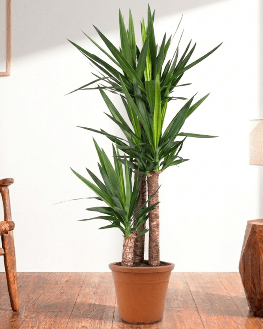 Spineless Yucca (Yucca elephantipes) - Bostan