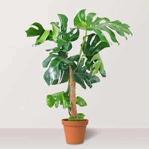 Swiss Cheese Plant (Monstera deliciosa) - Bostan Al Jazeera