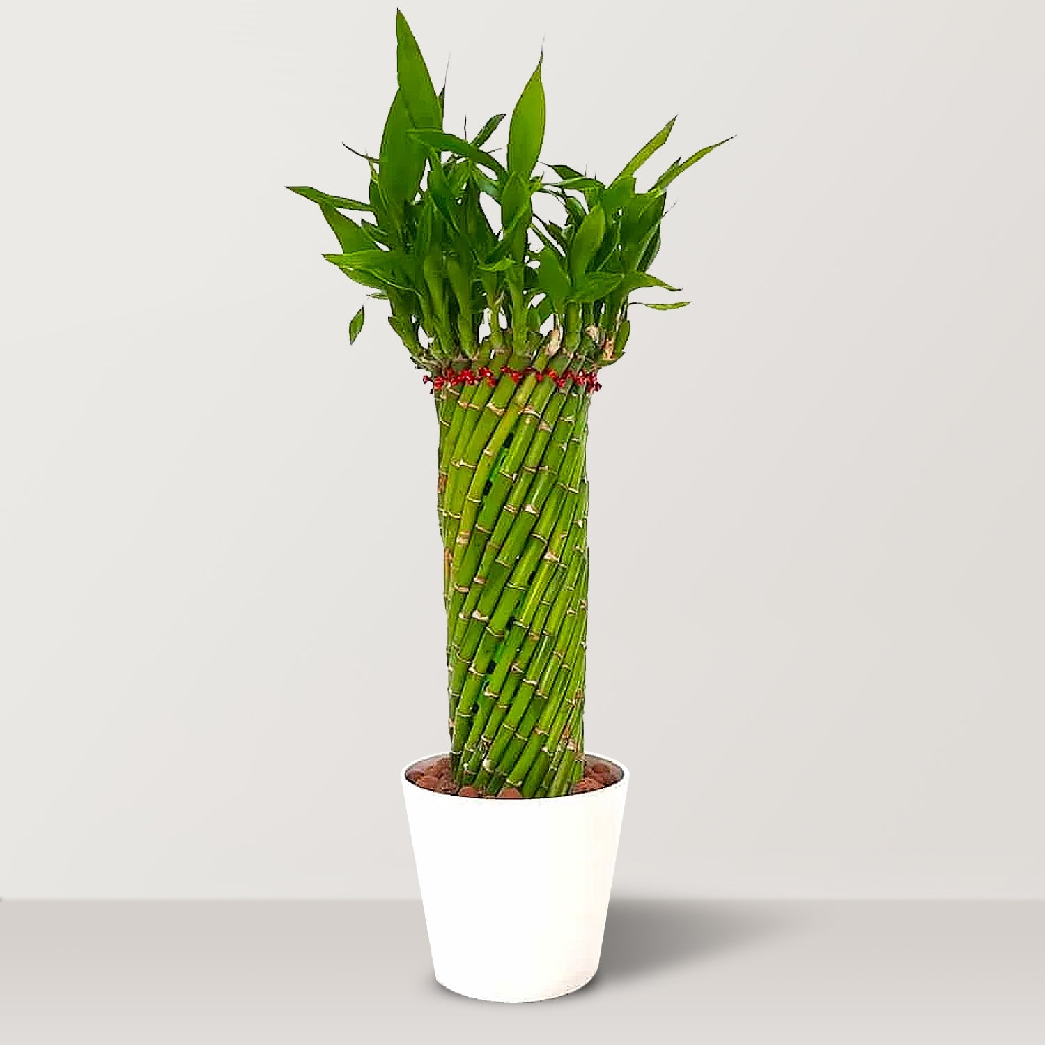 Thin Lucky Wheel Bamboo(Dracaena Braunii) with Plastic Pot - Bostan Al Jazeera