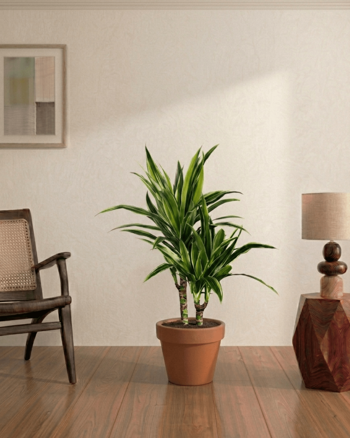 White Stripes (Dracaena Dermensis Warenki) - Bostan