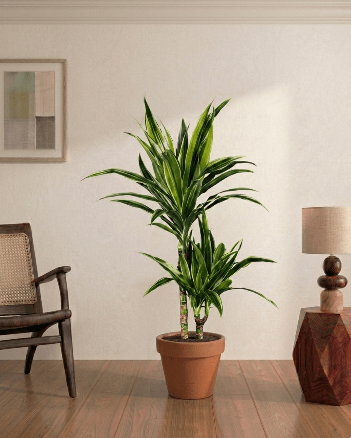 White Stripes (Dracaena Dermensis Warenki) - Bostan