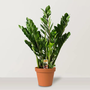 ZZ Plant (Zamioculcas zamiifolia) - Bostan Al Jazeera