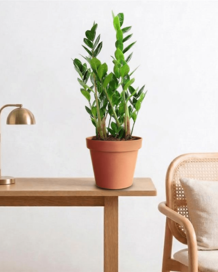 ZZ Plant (Zamioculcas zamiifolia) - Bostan