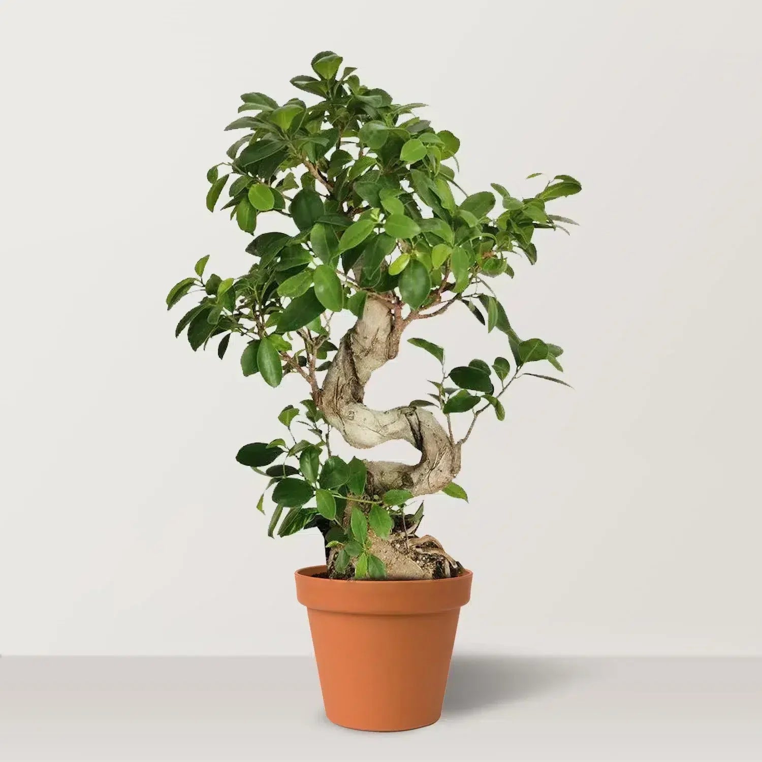 الغار الهندي (Ficus microcarpa Ginseng)