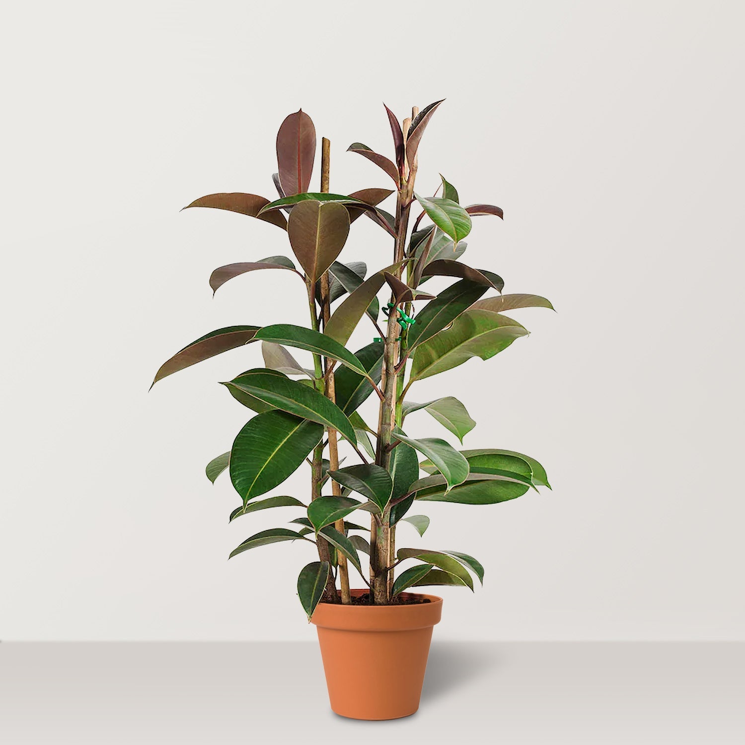 مصنع المطاط (Ficus Elastica Robusta)