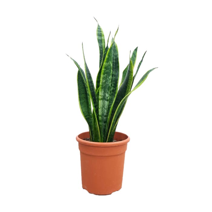 نبات الثعبان (Sansevieria trifasciata Laurentii)