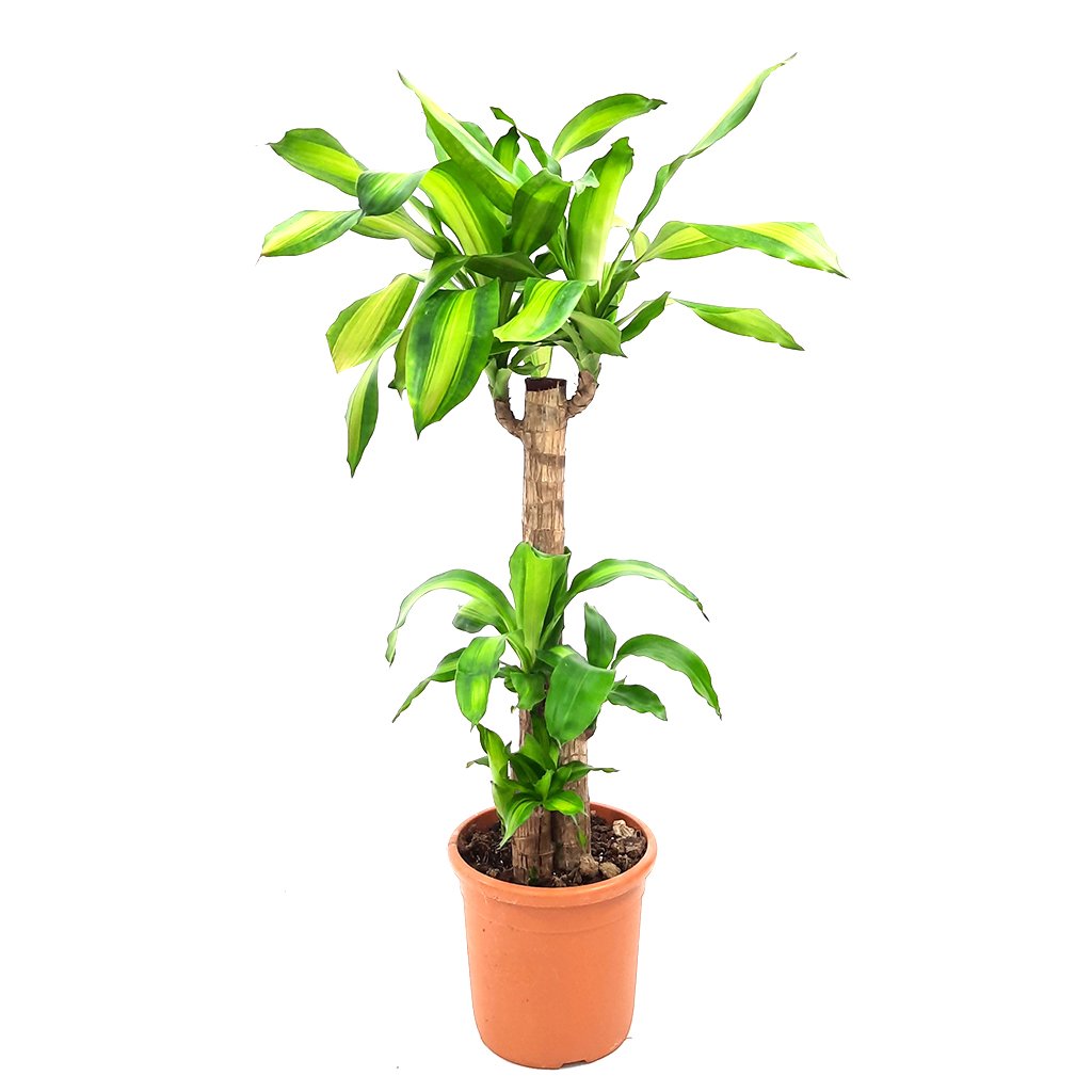 Corn Plant (Dracaena fragrans Massangeana) - Bostan Al Jazeera