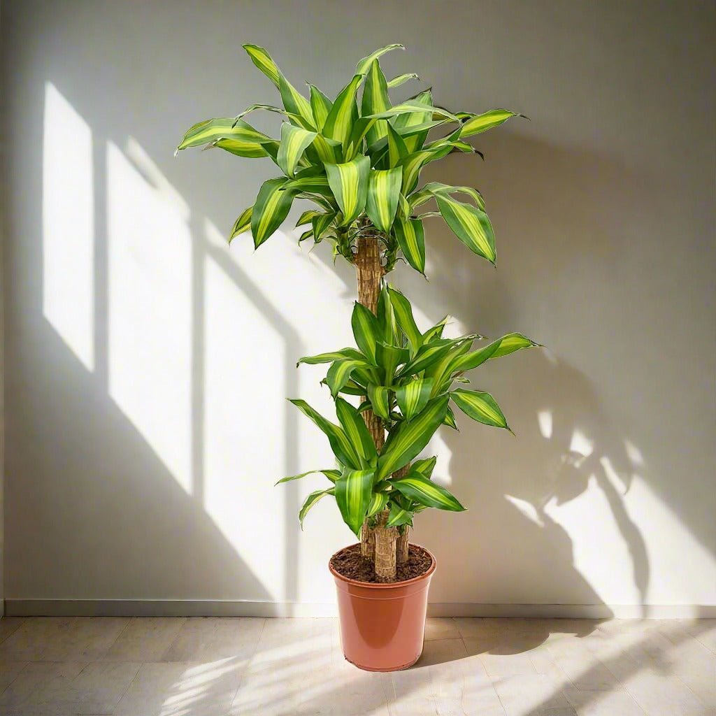 Corn Plant (Dracaena fragrans Massangeana) - Bostan Al Jazeera
