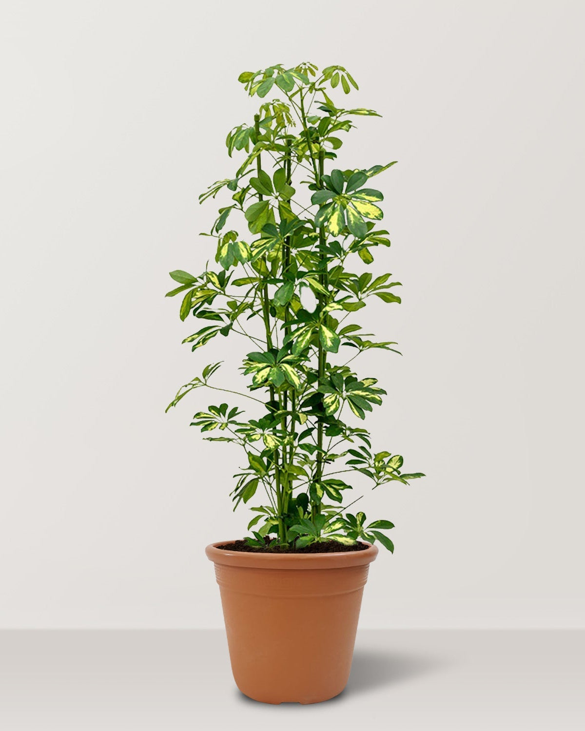 Dwarf Umbrella Tree (Schefflera arboricola Gold Capella) - Bostan Al Jazeera