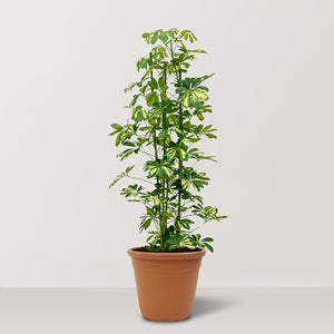 Dwarf Umbrella Tree (Schefflera arboricola Gold Capella) - Bostan Al Jazeera