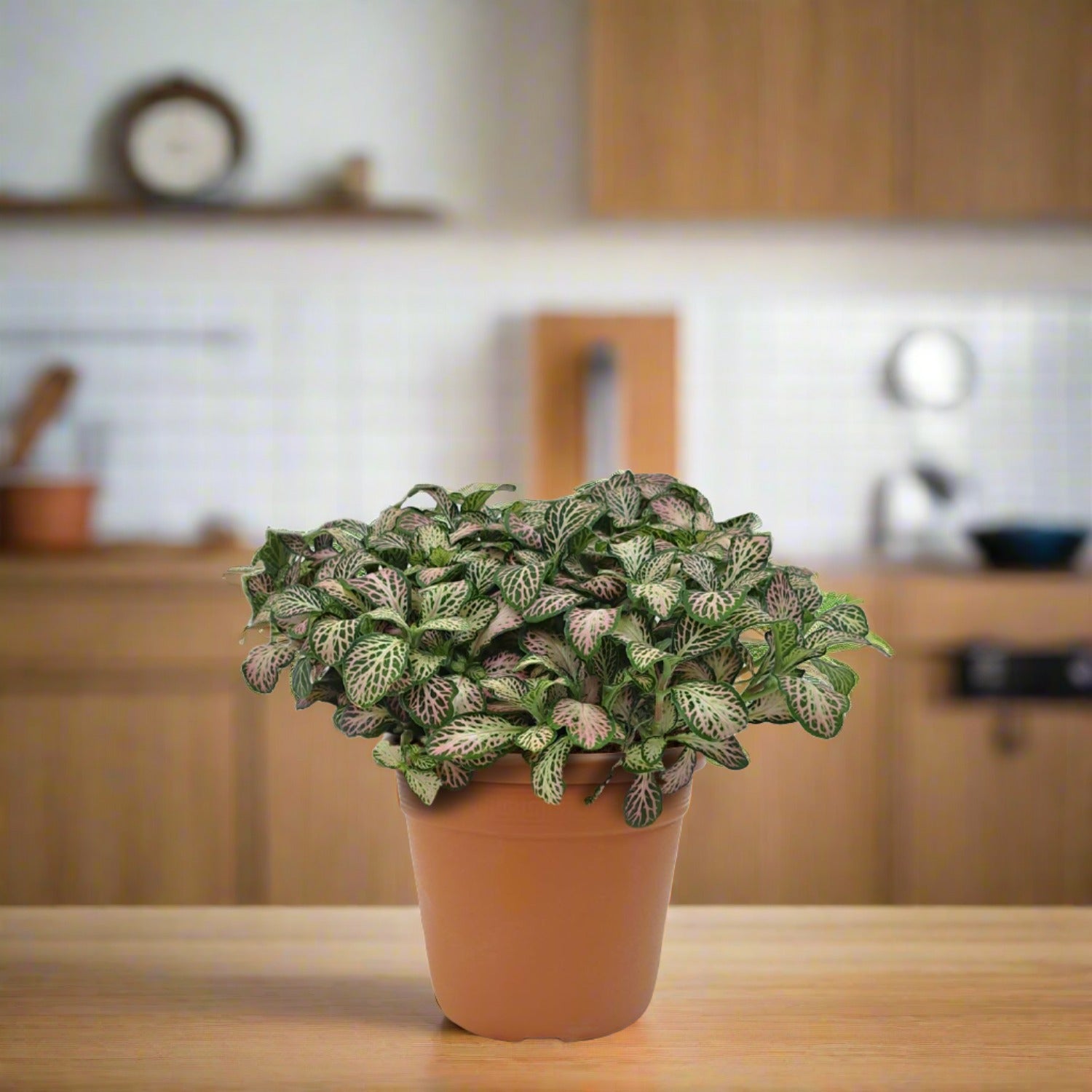Nerve Plant (Fittonia Albevenis)