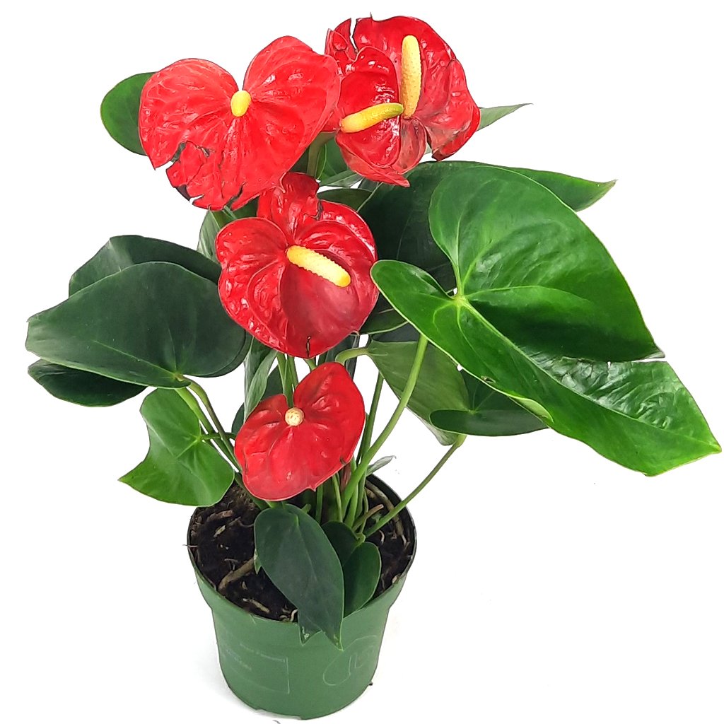 Flamingo lily (Anthurium Andraeanum) - Bostan Al Jazeera