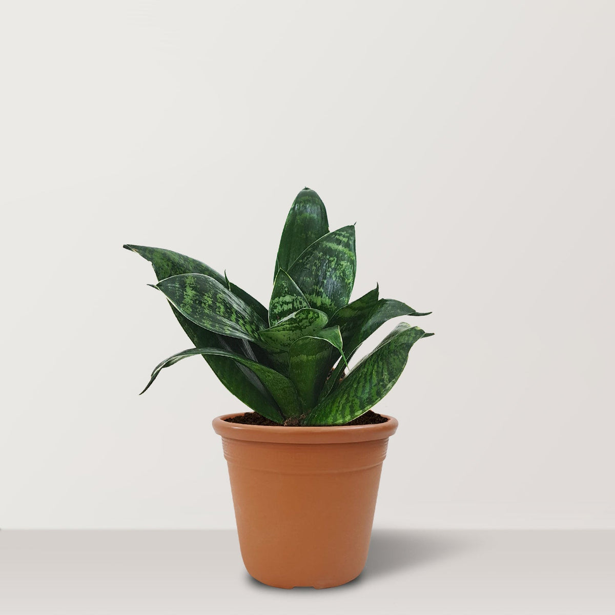 Mini Sansevieria trifasciata - Bostan Al Jazeera