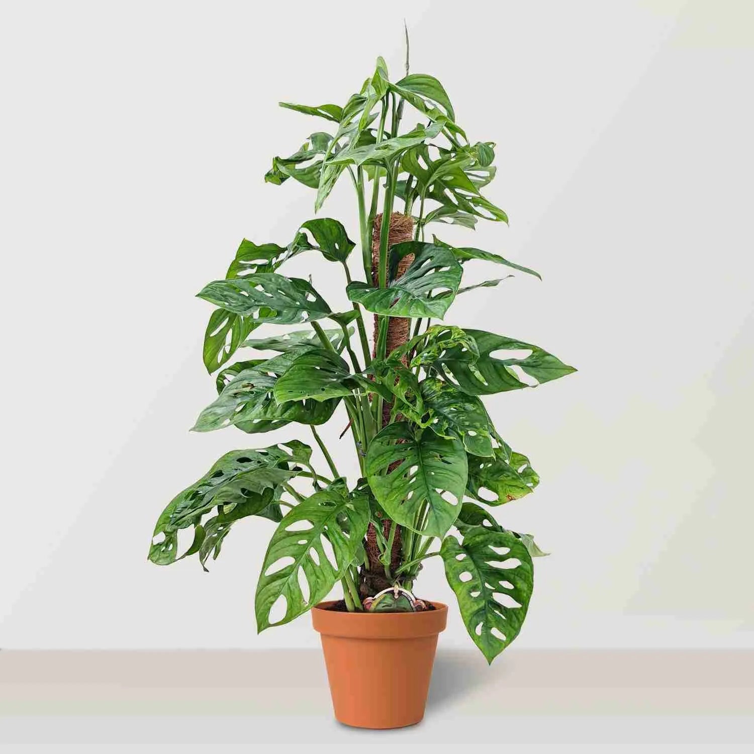 Monkey mask (Monstera adansonii) - Bostan Al Jazeera