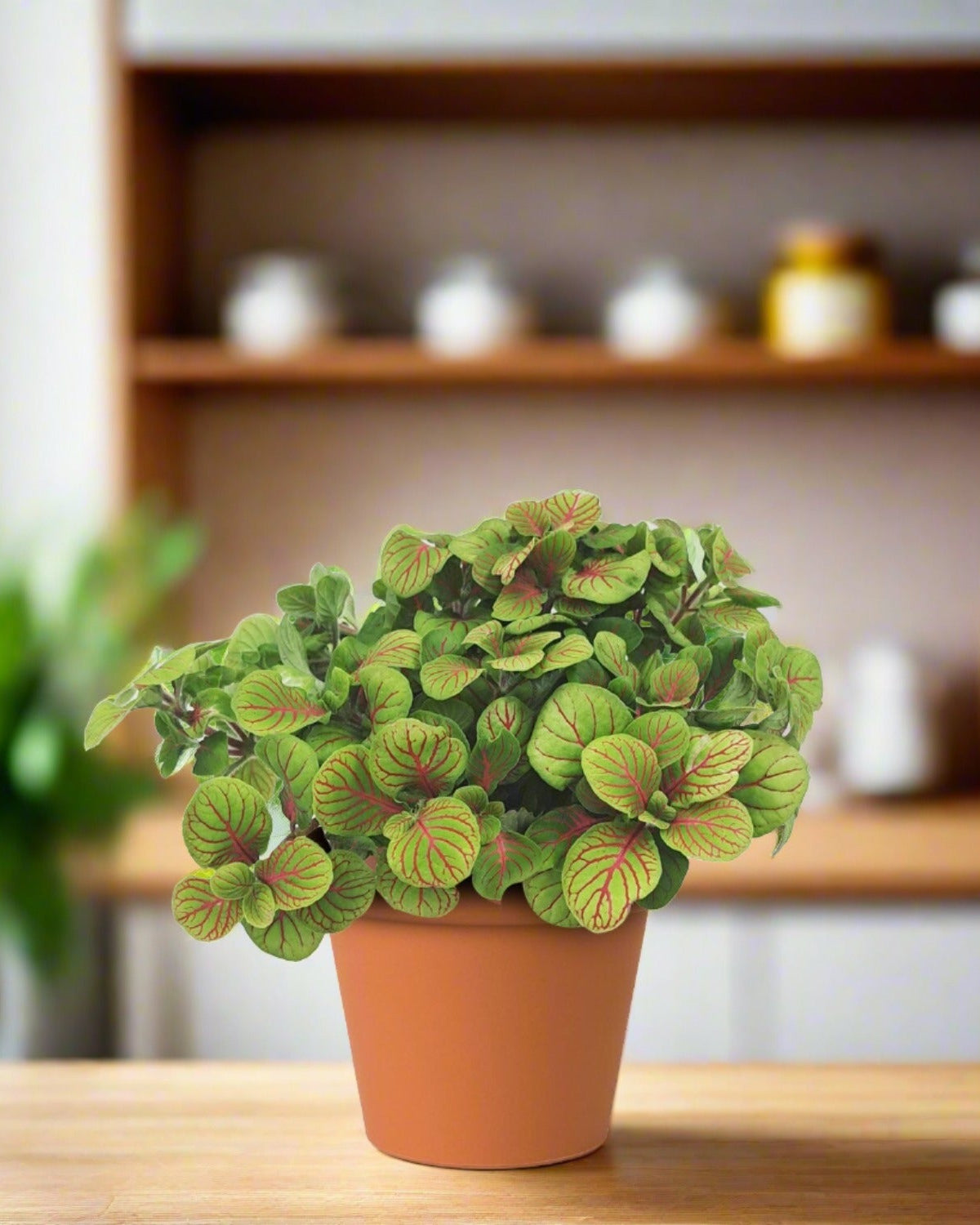 Nerve Plant (Fittonia Albevenis) - Bostan Al Jazeera