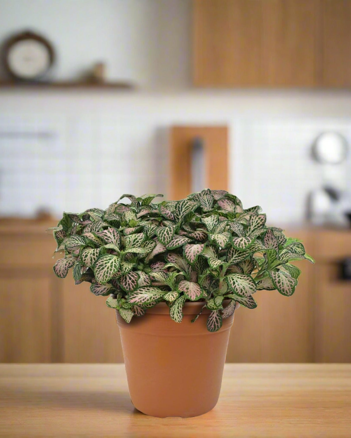 Nerve Plant (Fittonia Albevenis) - Bostan Al Jazeera