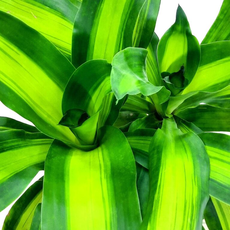 Corn Plant (Dracaena fragrans Massangeana)
