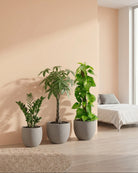 Three potted plants in a room with a couch and large window.